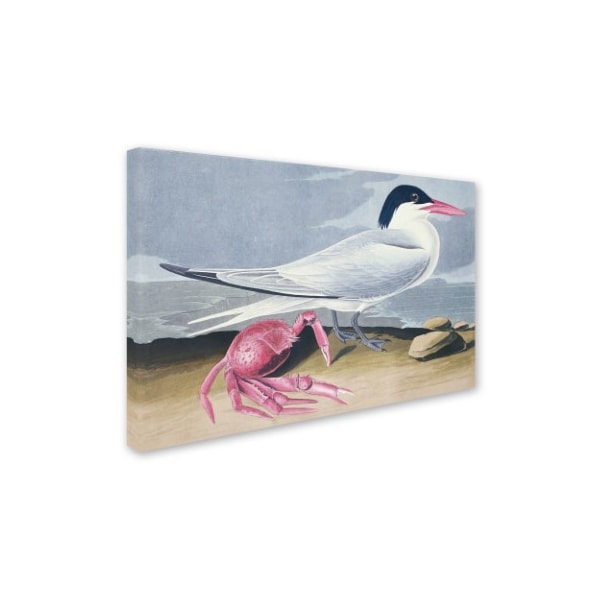 John James Audubon 'Cayenne Tern' Canvas Art,16x24